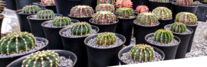 Image of Gymnocalycium LB2178