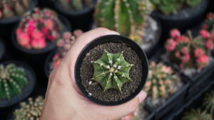 Green image of Gymnocalycium VOS1241