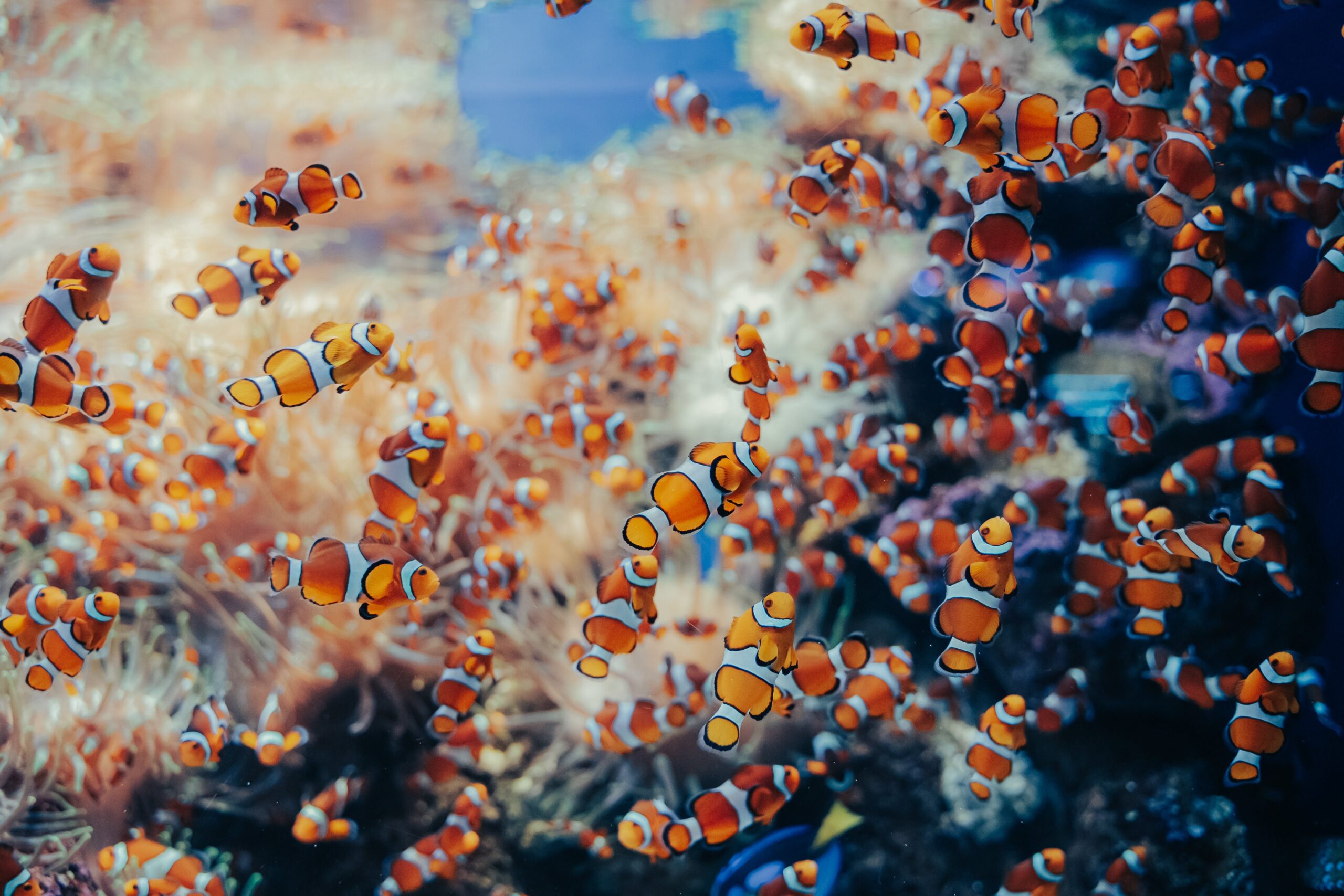 clownfishes