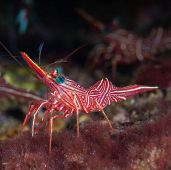 saltwater tank peppermint shrimp