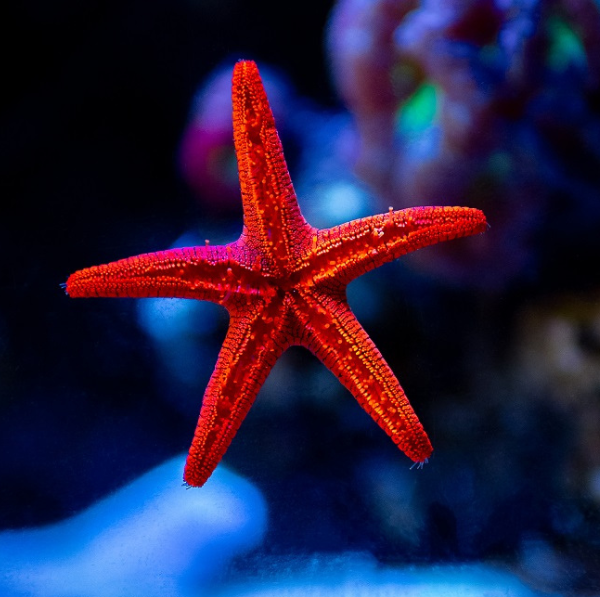 saltwater tank red star